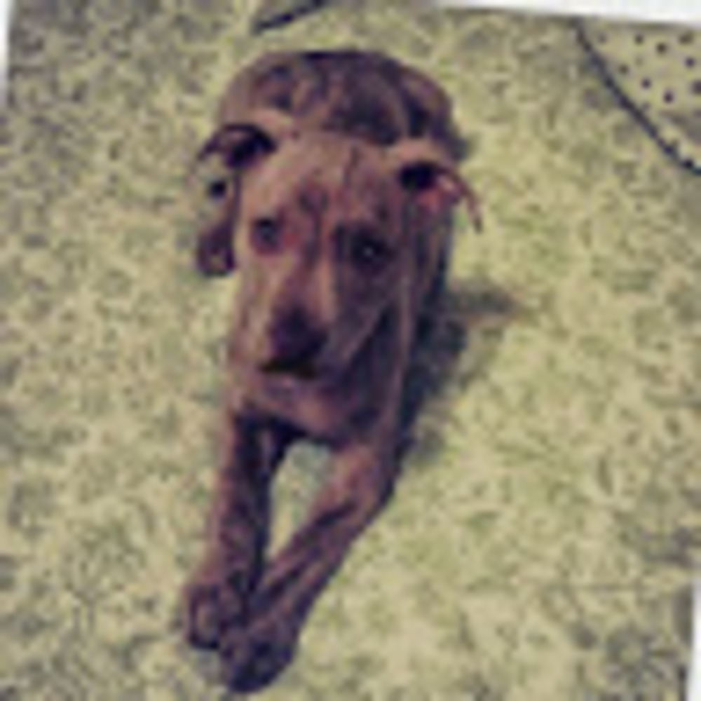 Meet your Posher, Elaine